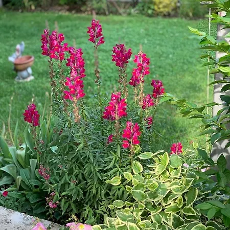 Villa в с. габарево, долината на розите. Gabarevo