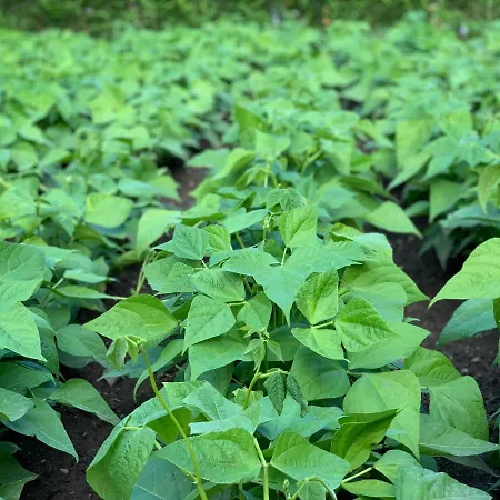 в с. габарево, долината на розите. *