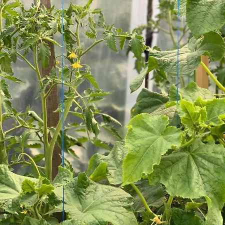 в с. габарево, долината на розите. Villa Gabarevo