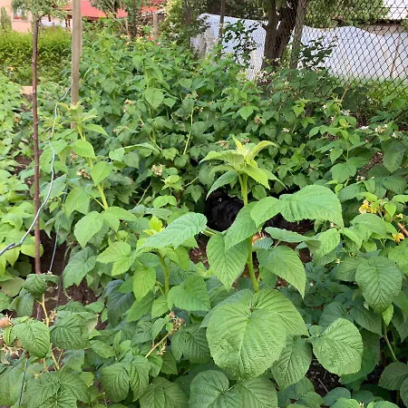 в с. габарево, долината на розите. * Gabarevo